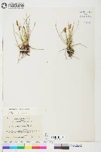 Carex scirpoidea image