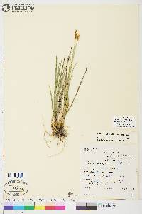 Carex scirpoidea image