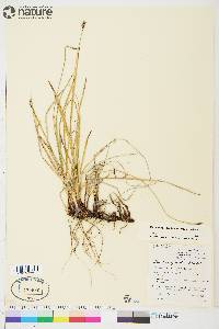 Carex scirpoidea image