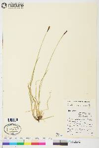 Carex scirpoidea image