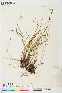 Carex scirpoidea image