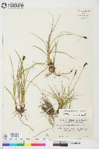 Carex scirpoidea subsp. scirpoidea image