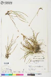 Carex scirpoidea image