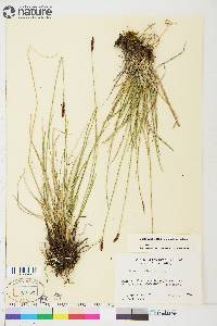 Carex scirpoidea image