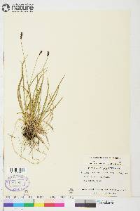 Carex scirpoidea image