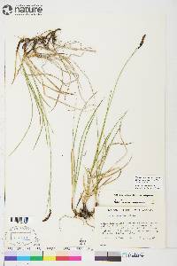 Carex scirpoidea image