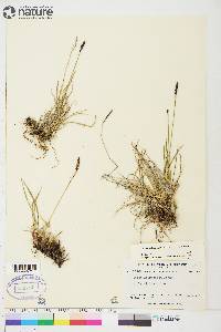 Carex scirpoidea subsp. scirpoidea image