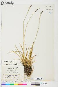 Carex scirpoidea subsp. stenochlaena image