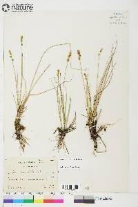 Carex sterilis image