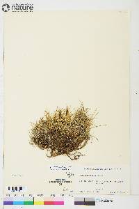 Carex subspathacea image