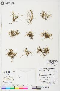 Carex subspathacea image