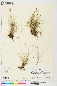 Carex supina subsp. spaniocarpa image