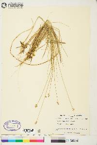 Carex tenuiflora image