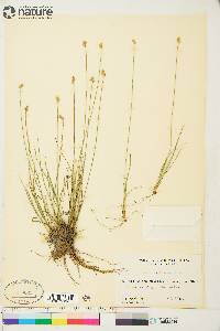 Carex tenuiflora image