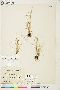 Carex viridula image