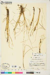 Carex saxatilis image