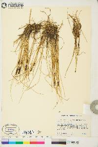 Carex saxatilis image