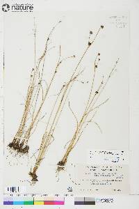 Juncus alpinoarticulatus subsp. americanus image