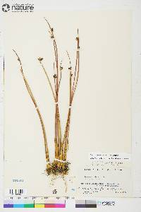 Juncus arcticus subsp. arcticus image