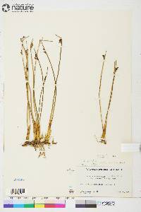 Juncus arcticus image