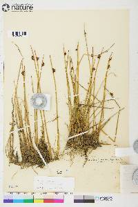 Juncus arcticus image