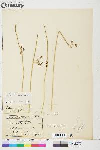 Juncus arcticus subsp. alaskanus image