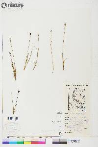 Juncus biglumis image