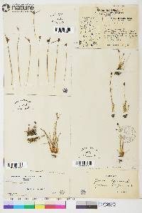 Juncus biglumis image