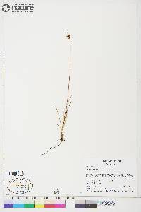 Juncus biglumis image