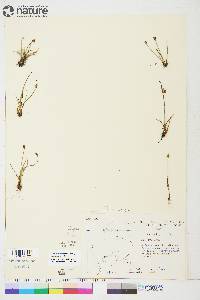 Juncus biglumis image