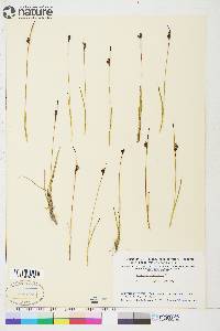 Juncus biglumis image