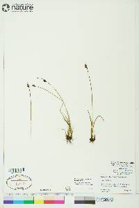 Juncus biglumis image