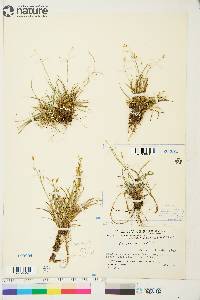 Carex capillaris image