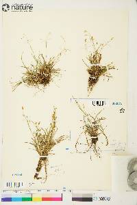 Carex capillaris image