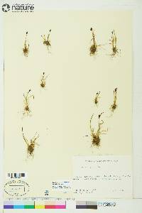 Juncus biglumis image