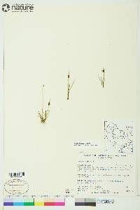 Juncus biglumis image