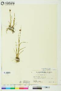 Juncus castaneus image