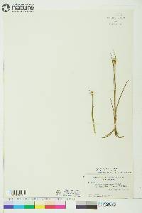 Juncus castaneus image