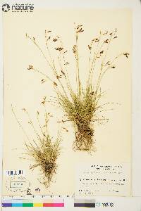 Carex capillaris image