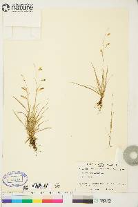 Carex capillaris image