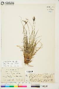 Carex bigelowii subsp. lugens image