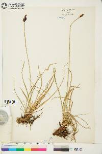 Carex bigelowii subsp. lugens image