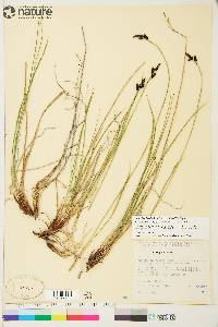 Carex bigelowii subsp. lugens image