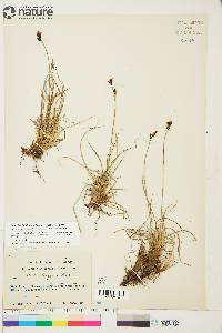 Carex bigelowii subsp. lugens image