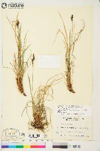 Carex bigelowii image