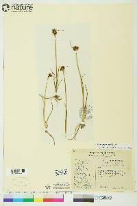 Juncus castaneus image