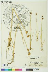 Juncus castaneus image