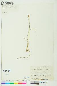 Juncus castaneus image