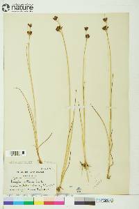 Juncus castaneus image