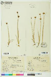 Juncus castaneus image